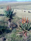 Cape Aloe